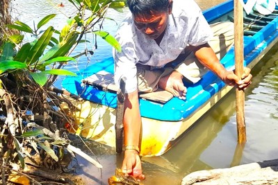 Cà Mau: người dân lao đao vì cua chết bất thường trên diện rộng