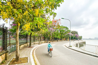 Ngắm mùa hoa tháng 5 khoe sắc tại Hà Nội