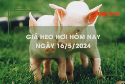 Giá heo hơi hôm nay 16/5/2024: tăng nhẹ 1.000 đồng/kg