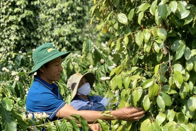 Giá tiêu hôm nay 16/5: tăng mạnh, thêm tới 3.000 đồng/kg tại Đông Nam Bộ