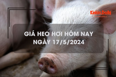 Giá heo hơi hôm nay 17/5/2024: tăng rải rác trên cả ba miền