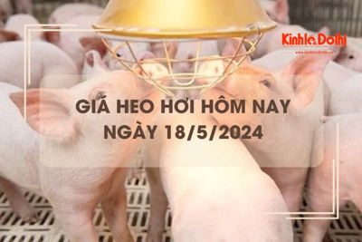 Giá heo hơi hôm nay 18/5/2024: duy trì đà tăng tại nhiều tỉnh, thành