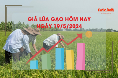 Giá lúa gạo hôm nay 19/5/2024: lúa gần ngày cắt thương lái trả thấp 