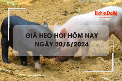 Giá heo hơi hôm nay 20/5/2024: tăng nhẹ 1.000 đồng/kg