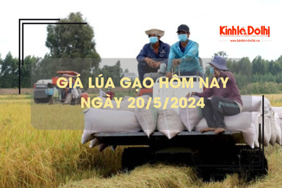 Giá lúa gạo hôm nay 20/5/2024: giá gạo ít biến động