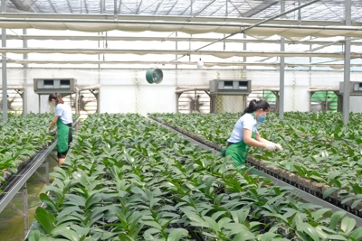 Luật Thủ đô sửa đổi: định hướng lại sản xuất nông nghiệp Hà Nội