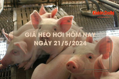 Giá heo hơi hôm nay 21/5/2024: miền Bắc chạm mốc 68.000 đồng/kg