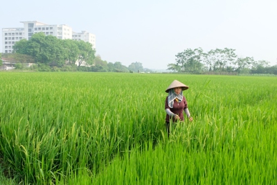 Huyện Sóc Sơn tập trung phòng trừ sâu bệnh hại lúa 