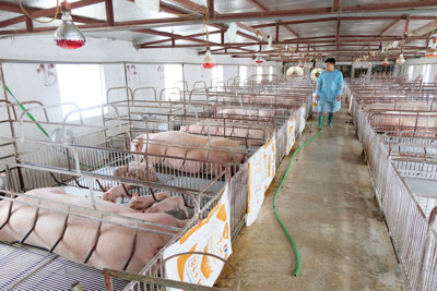 Ngăn nguy cơ lan rộng bệnh dịch tả lợn châu Phi