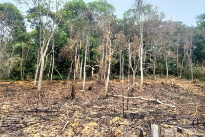 Hà Tĩnh: xử phạt người đàn ông 90 triệu đồng vì gây ra cháy rừng