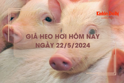 Giá heo hơi hôm nay 22/5/2024: duy trì đà tăng giá