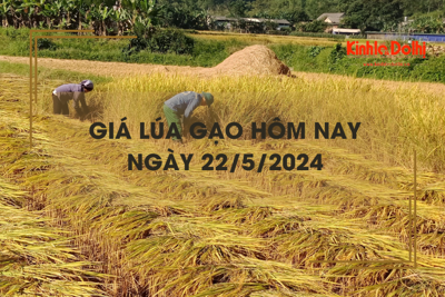 Giá lúa gạo hôm nay 22/5/2024: giá gạo tiếp tục tăng nhẹ 