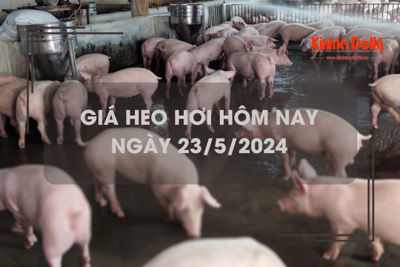 Giá heo hơi hôm nay 23/5/2024: tiếp tục tăng 1.000 - 2.000 đồng/kg