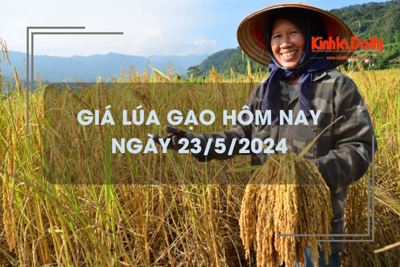 Giá lúa gạo hôm nay 23/5/2024: gạo đẹp chào bán cao 