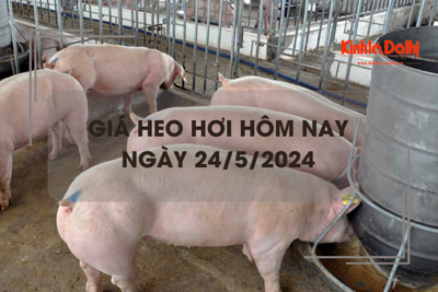 Giá heo hơi hôm nay 24/5/2024: tăng cao 3.000 đồng/kg