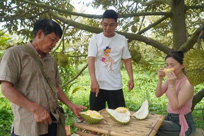 Vườn sầu riêng trĩu quả, thu hút tấp nập khách đến tham quan