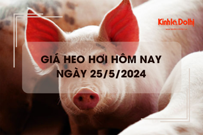 Giá heo hơi hôm nay 25/5/2024: tiếp đà tăng giá trên cả nước