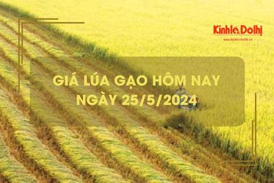 Giá lúa gạo hôm nay 25/5/2024: giá gạo giảm nhẹ 