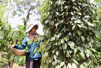 Giá tiêu hôm nay 26/5: tăng liền 5 ngày, chính thức cán mốc 120.000 đồng/kg