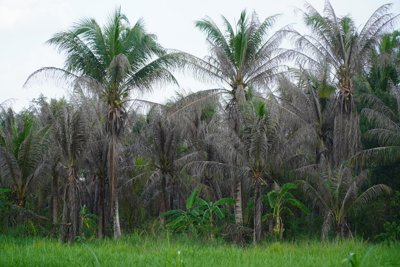Hơn 2.600 ha vườn dừa ở Bến Tre đã bị nhiễm sâu đầu đen