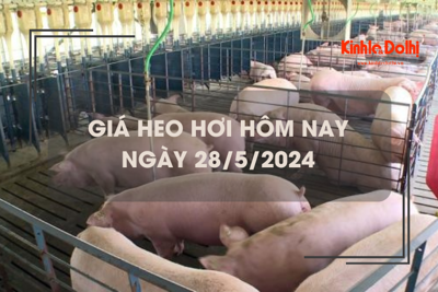 Giá heo hơi hôm nay 28/5/2024: biến động trái chiều