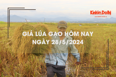 Giá lúa gạo hôm nay 28/5/2024: giá gạo giảm nhẹ 50 đồng/kg 