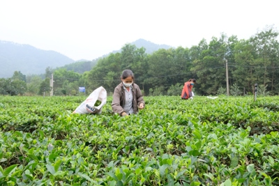 Hà Nội nâng giá trị cây chè