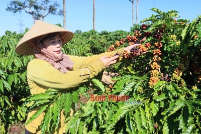 Giá cà phê hôm nay 28/5: trong nước vẫn tăng, cao nhất 117.000 đồng/kg