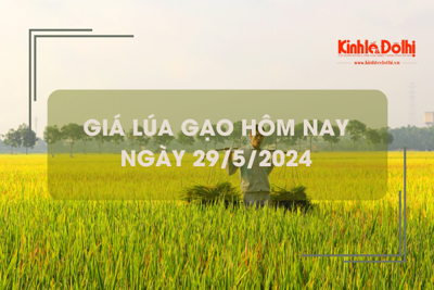 Giá lúa gạo hôm nay 29/5/2024: giá lúa đồng loạt giảm mạnh 