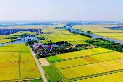 Chuyển mục đích sử dụng 35,3015ha đất lúa làm Dự án Cụm công nghiệp Đông Quang
