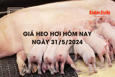 Giá heo hơi hôm nay 31/5/2024: đi ngang trên diện rộng