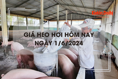 Giá heo hơi hôm nay 1/6/2024: giảm 1.000 đồng/kg trên cả 3 miền