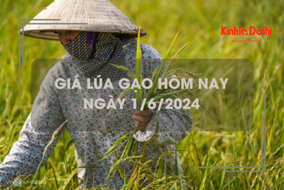 Giá lúa gạo hôm nay 1/6/2024: giá gạo xuất khẩu tiếp tục giảm 