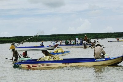 Chấm dứt tình trạng khai thác nghêu giống trái phép tại Mũi Cà Mau