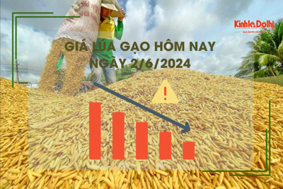 Giá lúa gạo hôm nay 2/6/2024: giá gạo giảm, giá lúa chững 