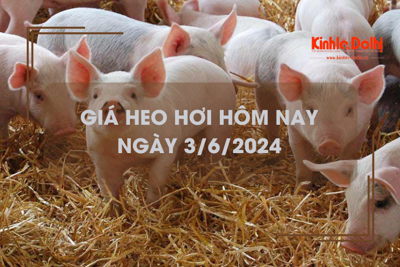 Giá heo hơi hôm nay 3/6/2024: cao nhất 70.000 đồng/kg