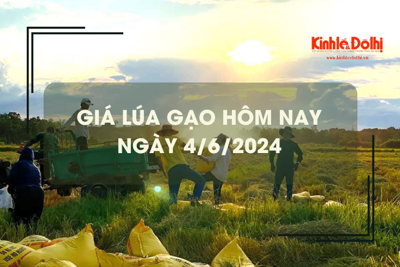 Giá lúa gạo hôm nay 4/6/2024: gạo Nàng Nhen cao nhất 30.000 đồng/kg