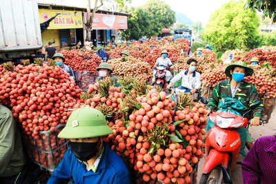 Bắc Giang: xuất khẩu hơn 9,3 nghìn tấn vải thiều