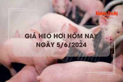 Giá heo hơi hôm nay 5/6/2024: không biến động mới về giá