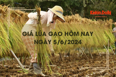 Giá lúa gạo hôm nay 5/6/2024: giá gạo tăng nhẹ 