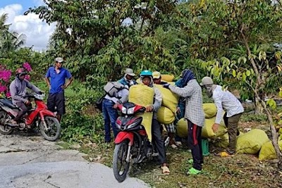 Cơ quan chức năng vào cuộc vụ thương lái mua lúa của dân rồi biệt tăm