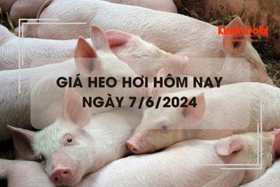 Giá heo hơi hôm nay 7/6/2024: miền Bắc tăng 1.000 đồng/kg