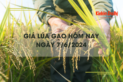 Giá lúa gạo hôm nay 7/6/2024: giá gạo xuất khẩu giảm nhẹ 