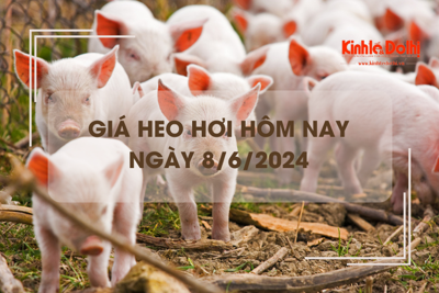 Giá heo hơi hôm nay 8/6/2024: tăng rải rác 1.000 đồng/kg