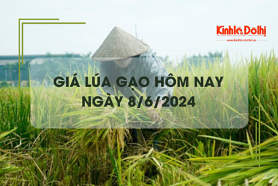 Giá lúa gạo hôm nay 8/6/2024: giá gạo biến động trái chiều