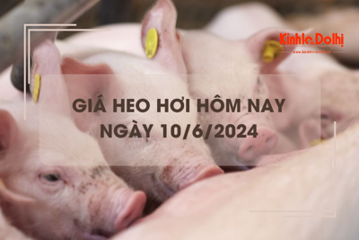 Giá heo hơi hôm nay 10/6/2024: lặng sóng ngày đầu tuần