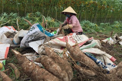 Quảng Ngãi đặt mục tiêu xuất khẩu sắn đạt 150-180 triệu USD