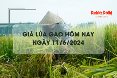 Giá lúa gạo hôm nay 11/6/2024: giá gạo giảm mạnh 