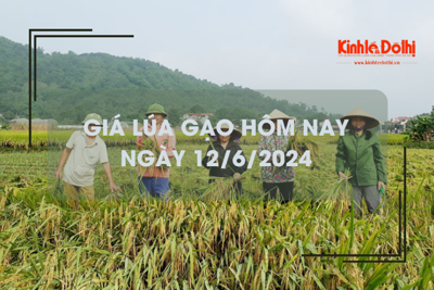 Giá lúa gạo hôm nay 12/6/2024: giá gạo tăng, giá lúa chững 