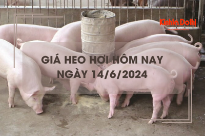 Giá heo hơi hôm nay 14/6/2024: miền Bắc tăng 1.000 đồng/kg